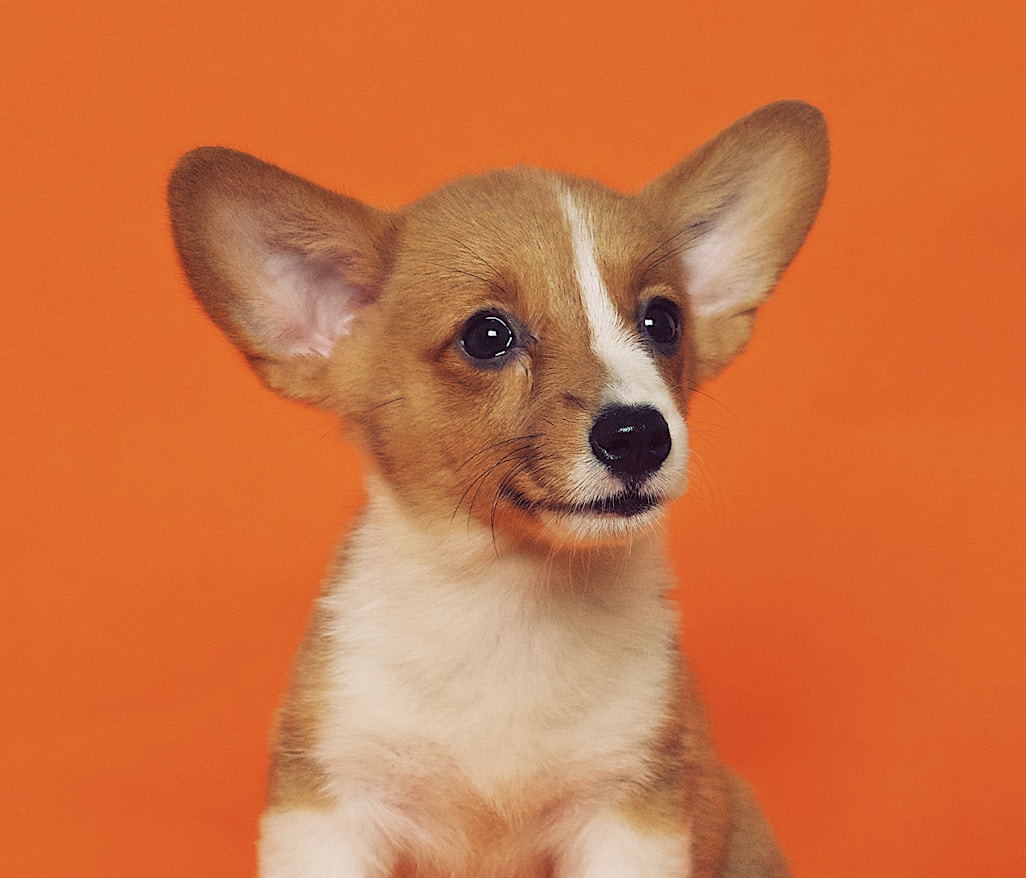 short-coated brown and white puppy sitting on floor