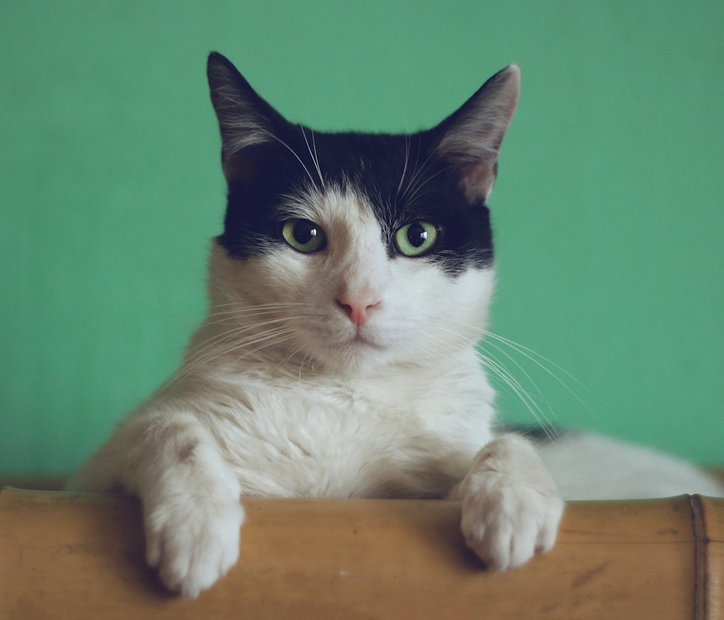 black and white cat lying on brown bamboo chair inside room